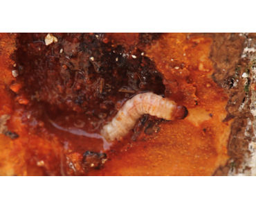 larva de strnoma.